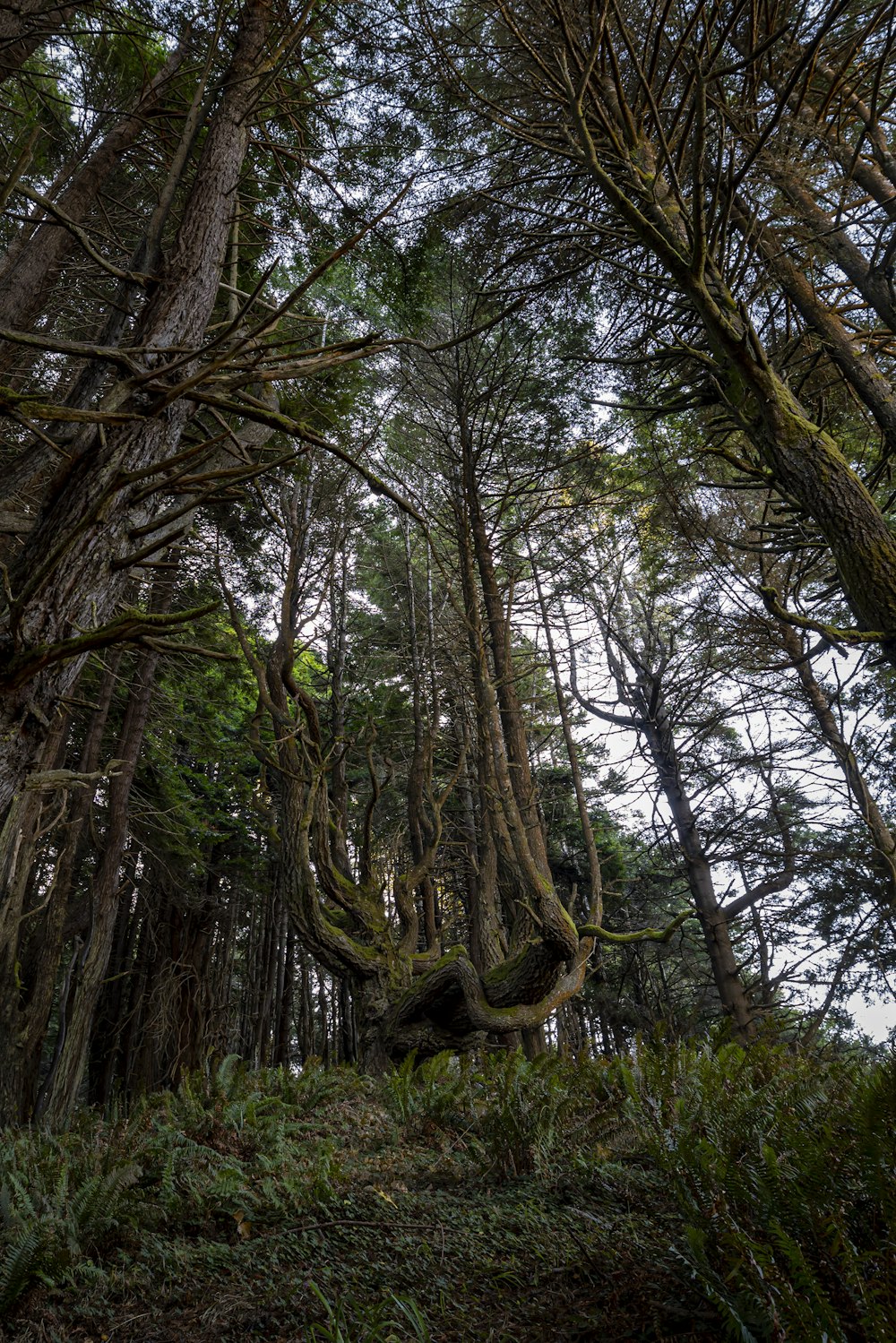 a group of trees