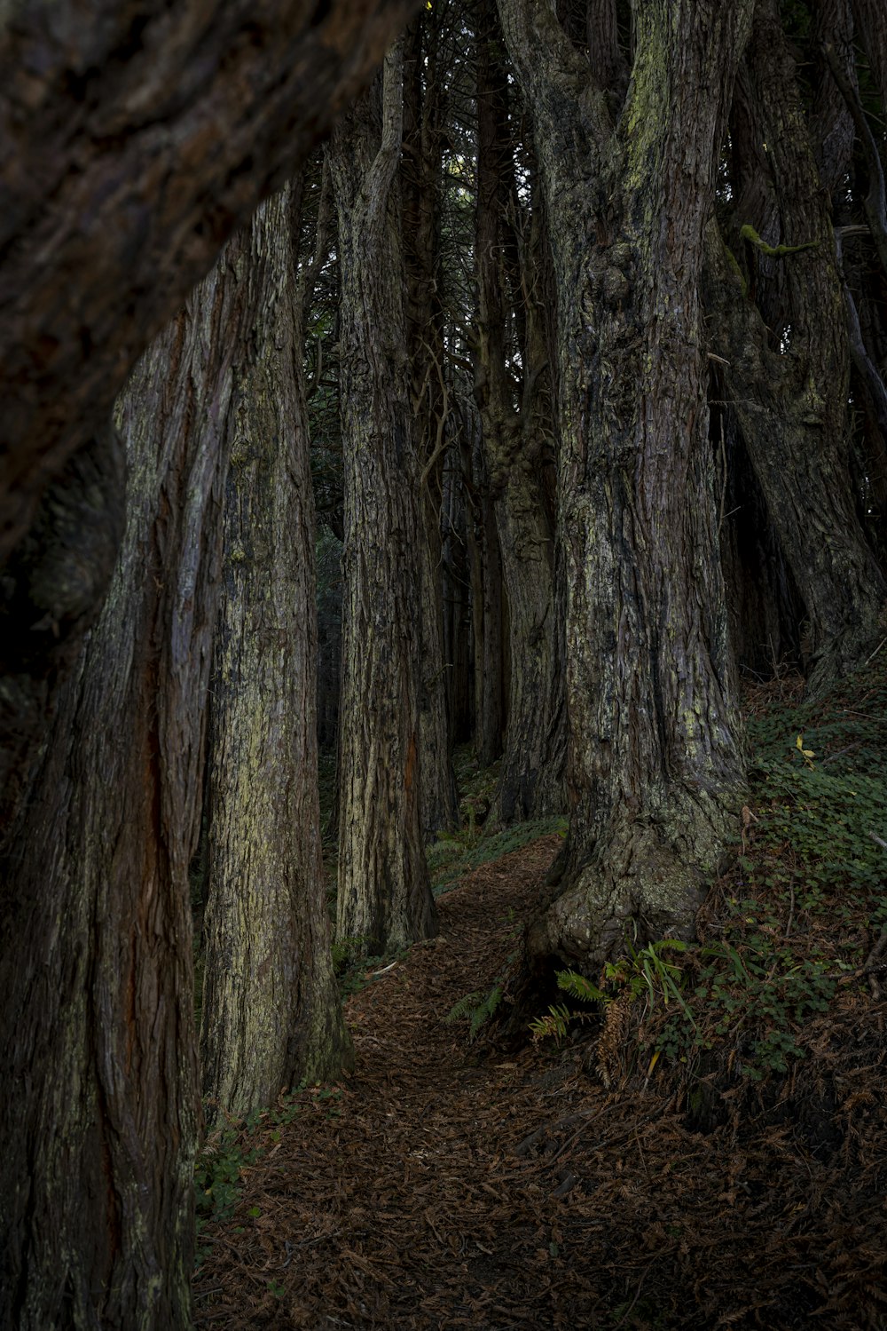 a path through a forest