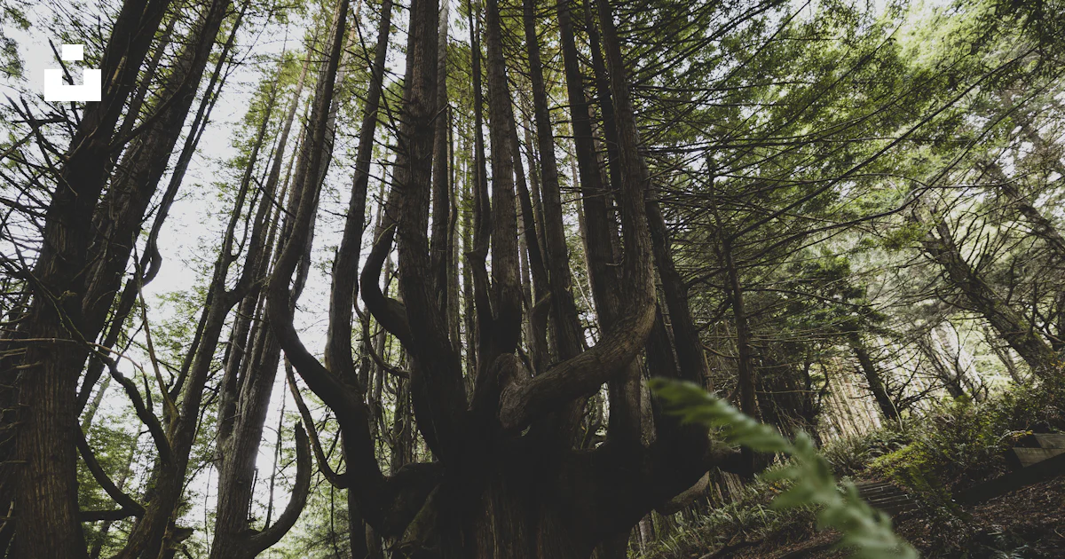 A forest with tall trees photo – Free Shady dell Image on Unsplash