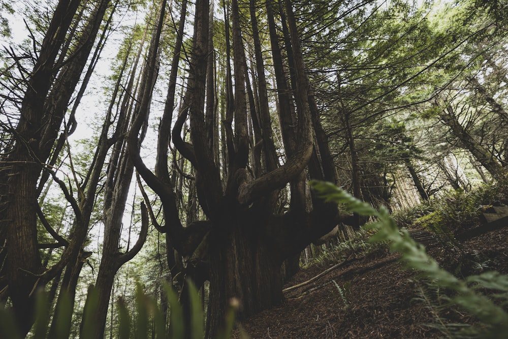 a forest with tall trees