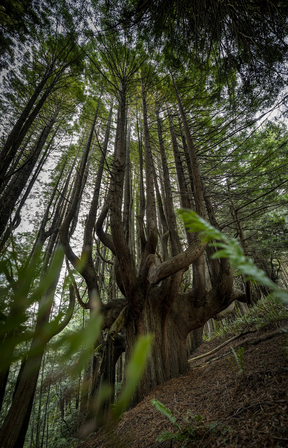 a group of trees