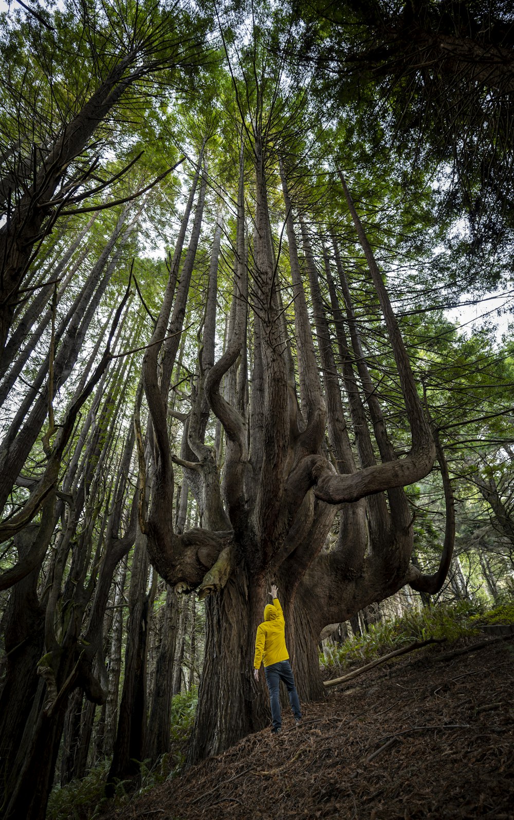 a person standing next to a large tree