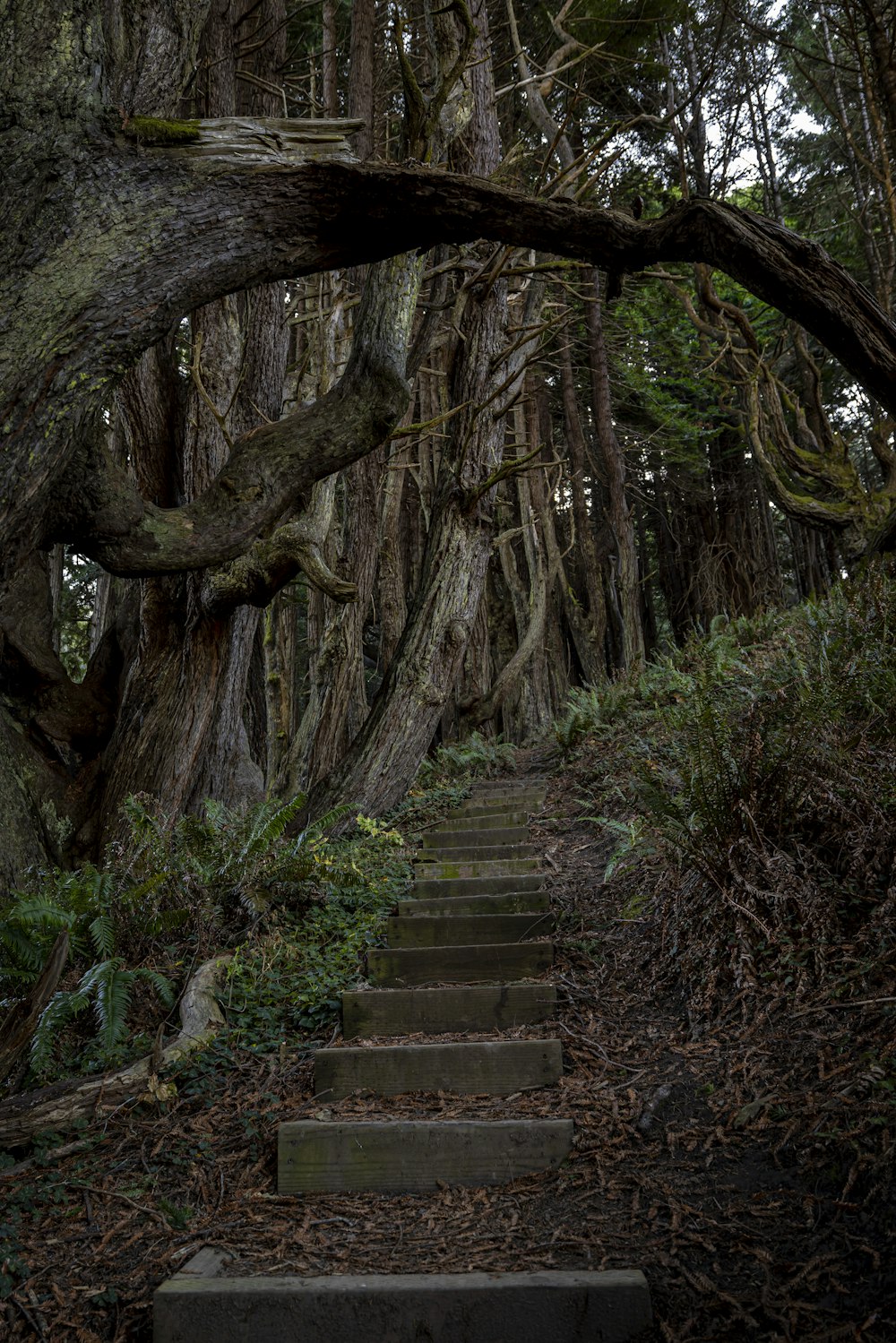 a stone staircase in a forest