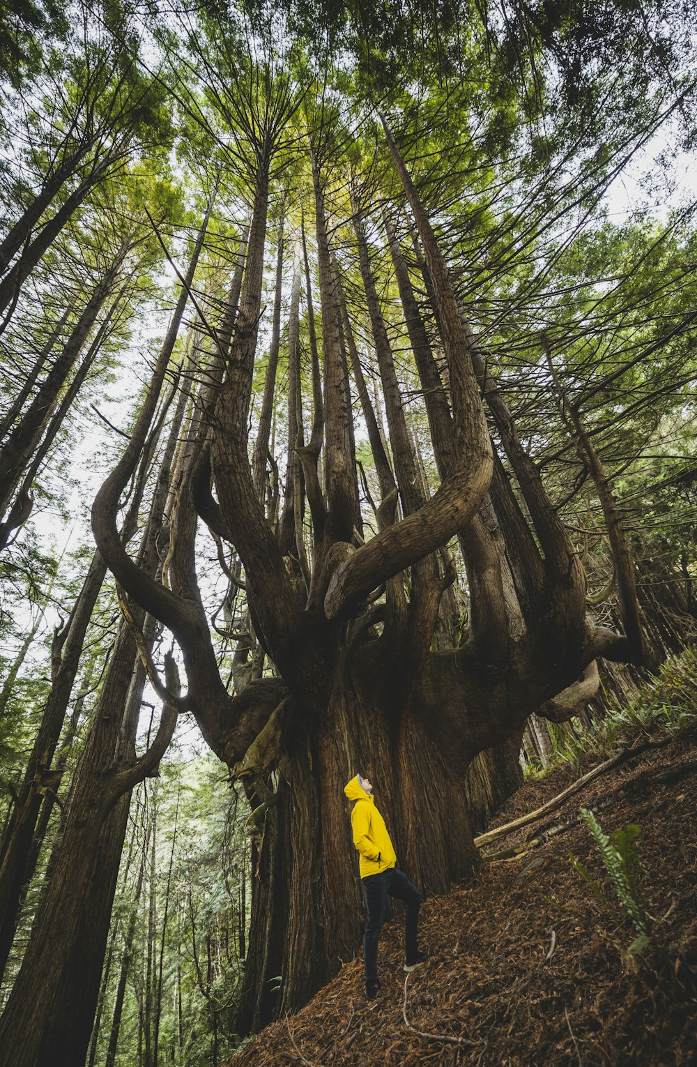 a person standing in a forest