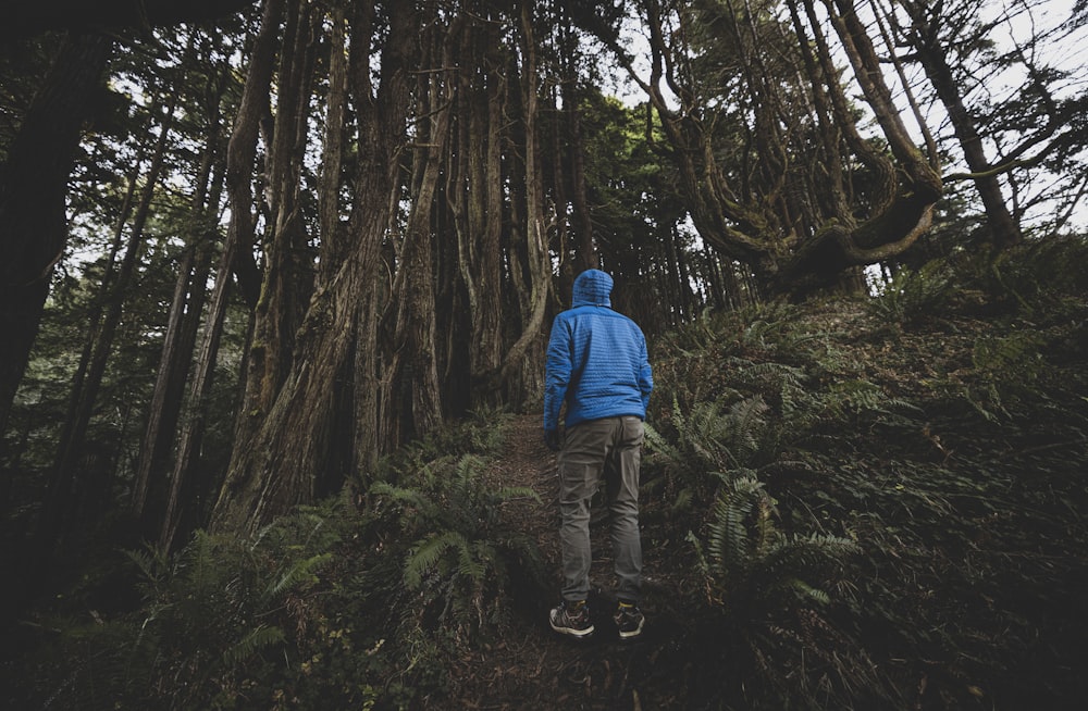 a person walking through a forest