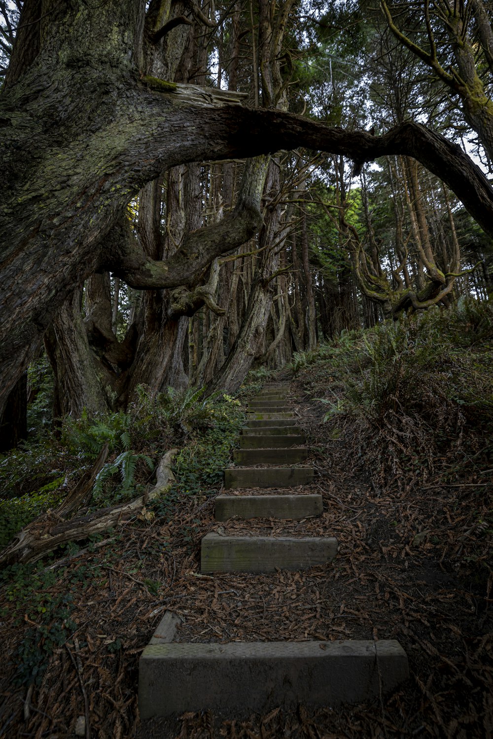 Eine Steintreppe in einem Wald