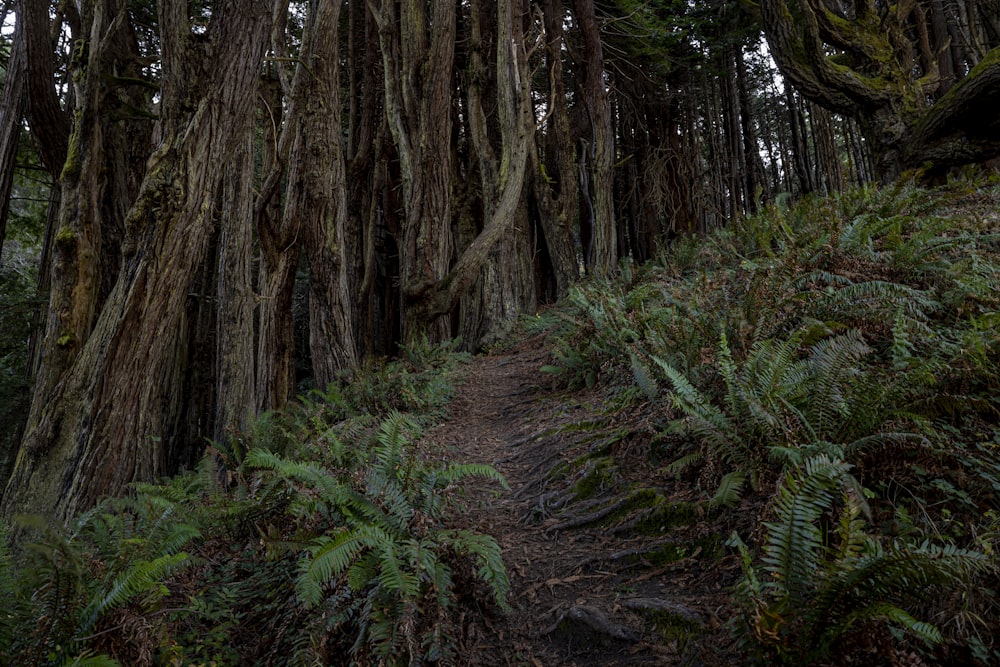 a path through a forest