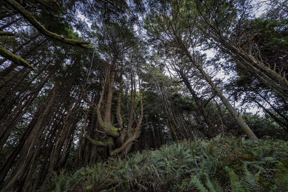 a forest with tall trees