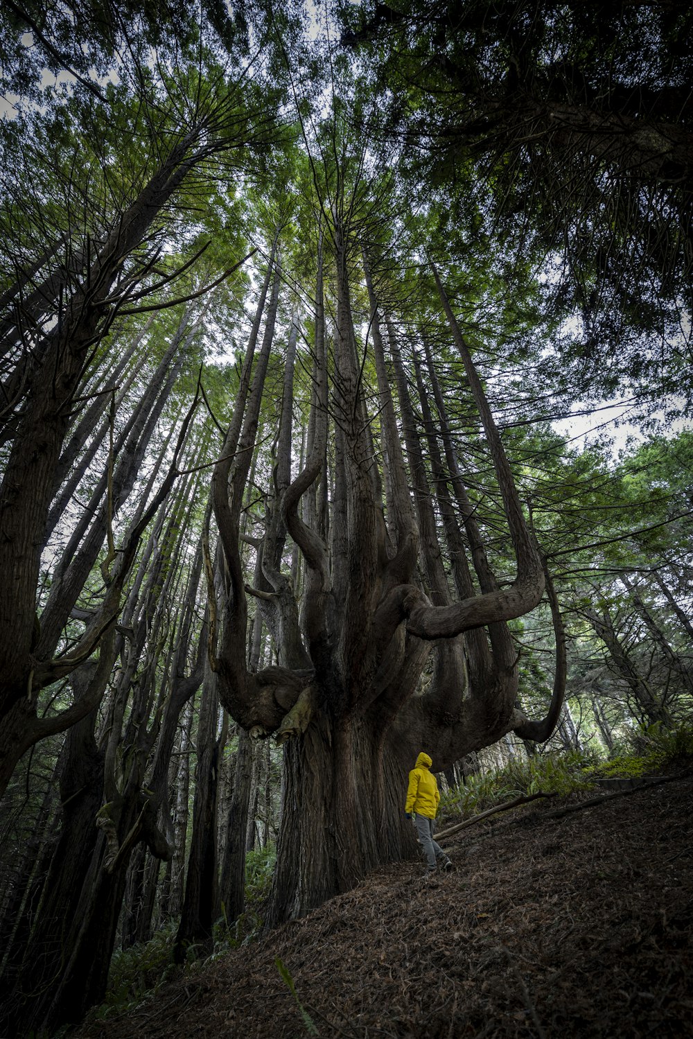 a person walking in a forest