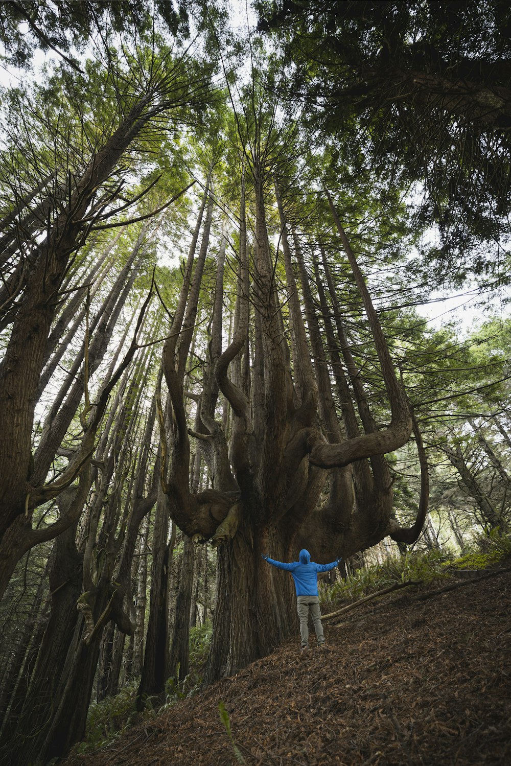 a person standing next to a large tree