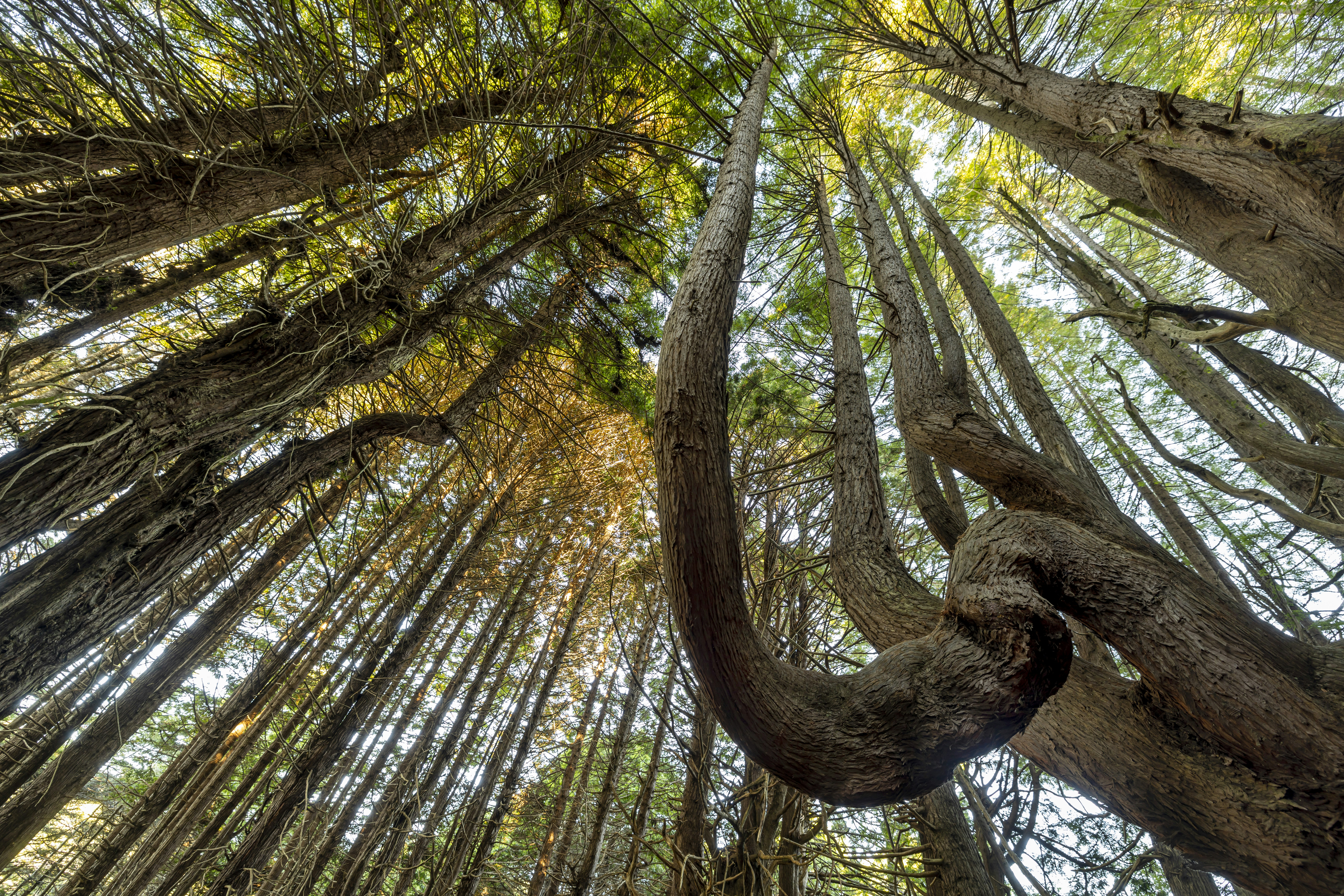 Un árbol con muchas ramas foto – Imagen de California gratuita en Unsplash