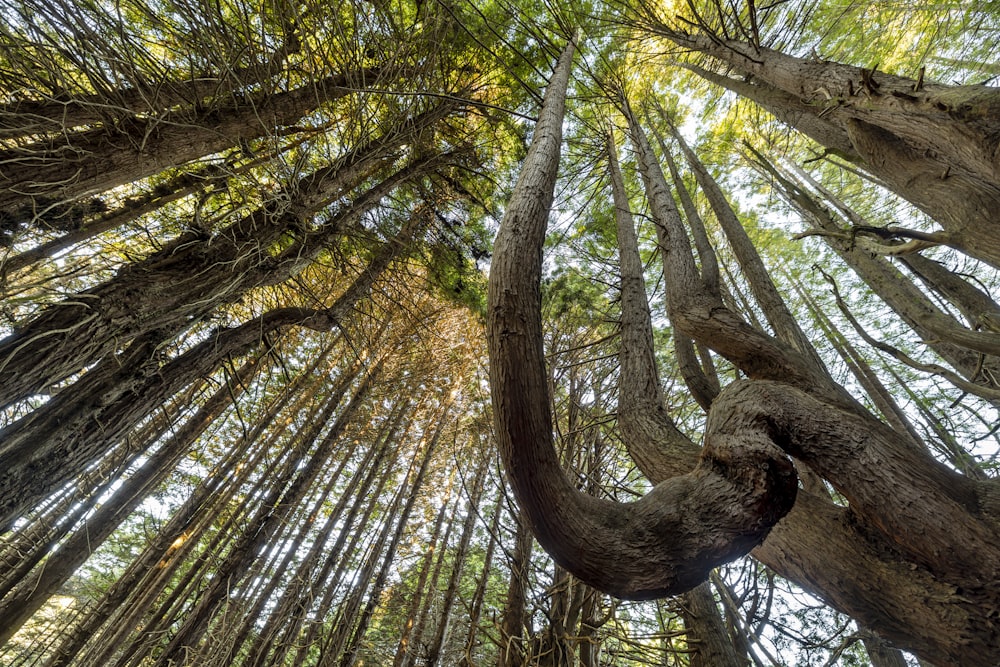 a tree with many branches