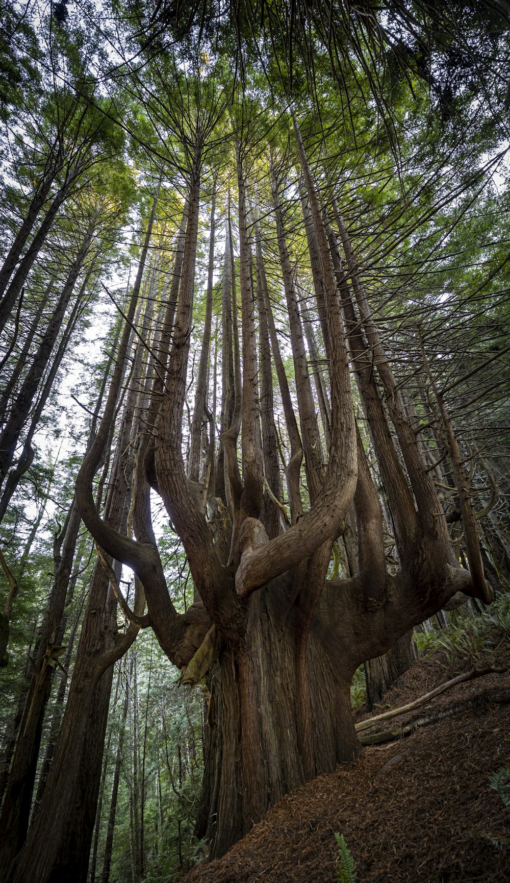 a large tree with many branches