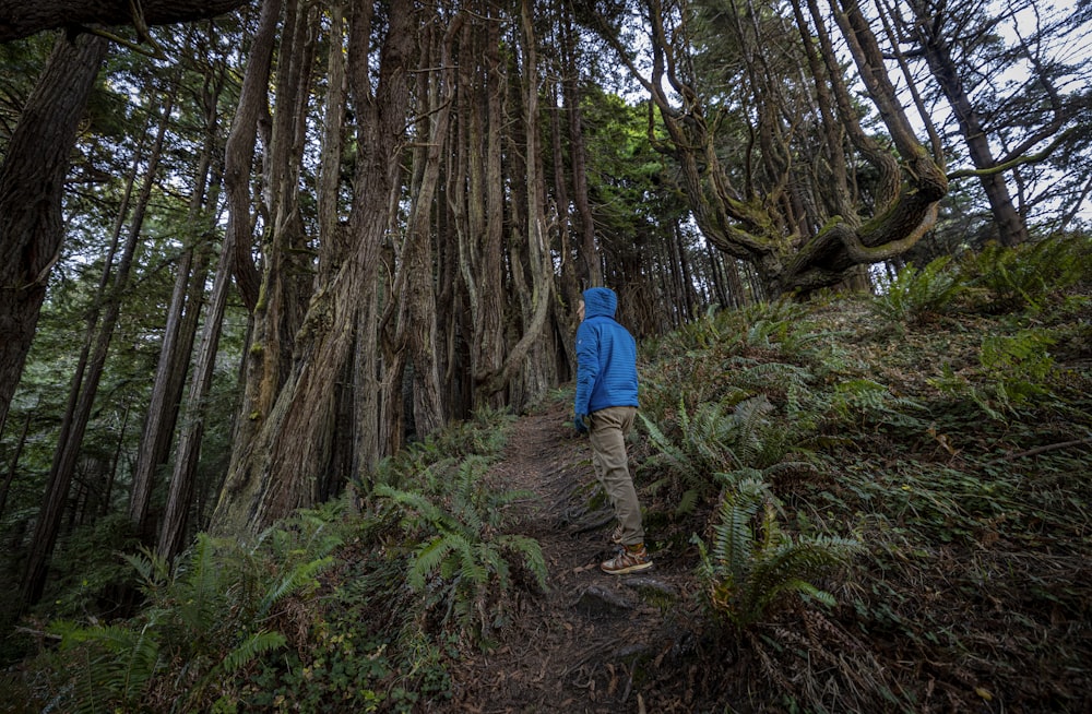 a person walking on a trail in the woods