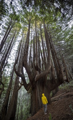 a person standing next to a large tree