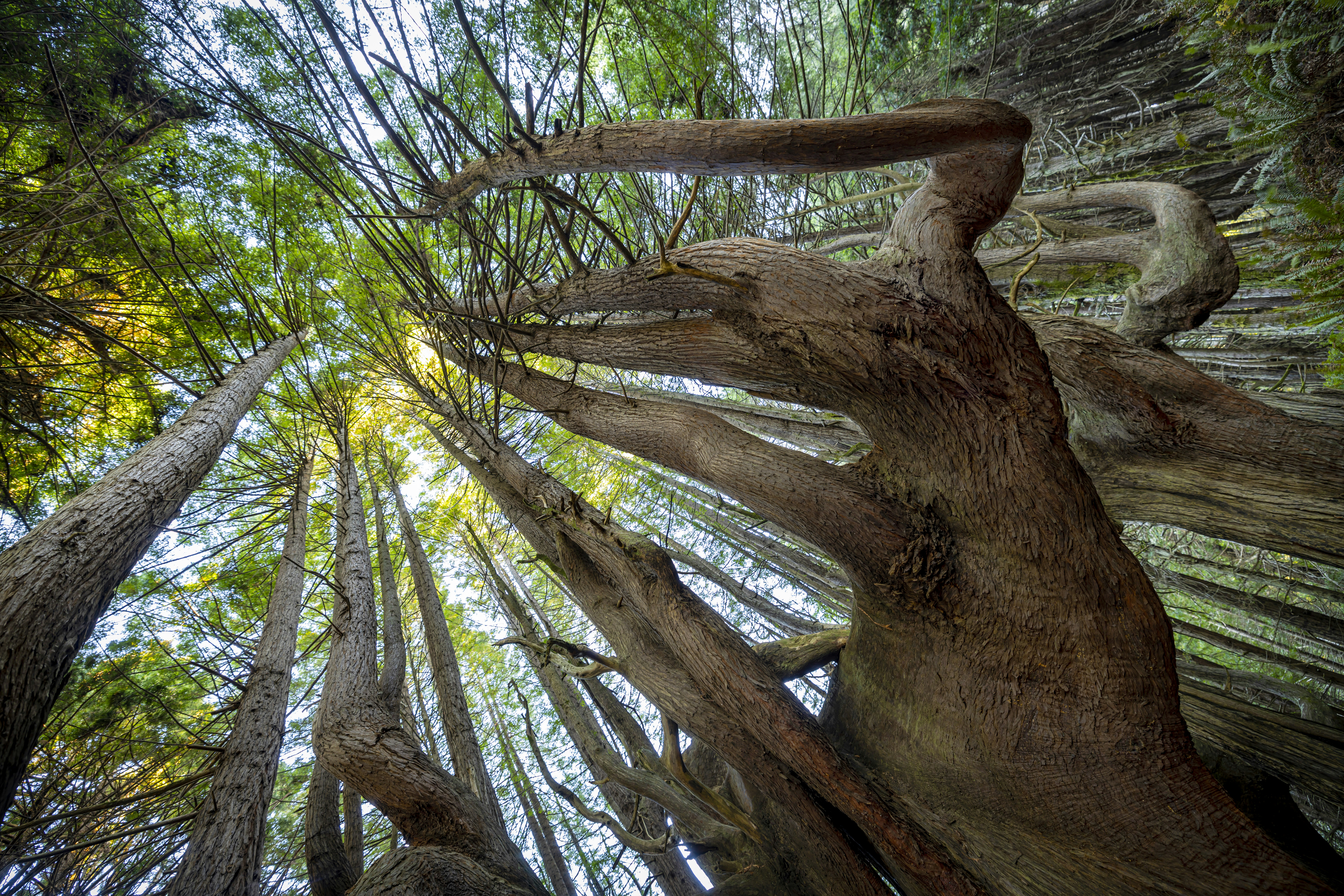A tree with many branches photo – Free Ocean Image on Unsplash