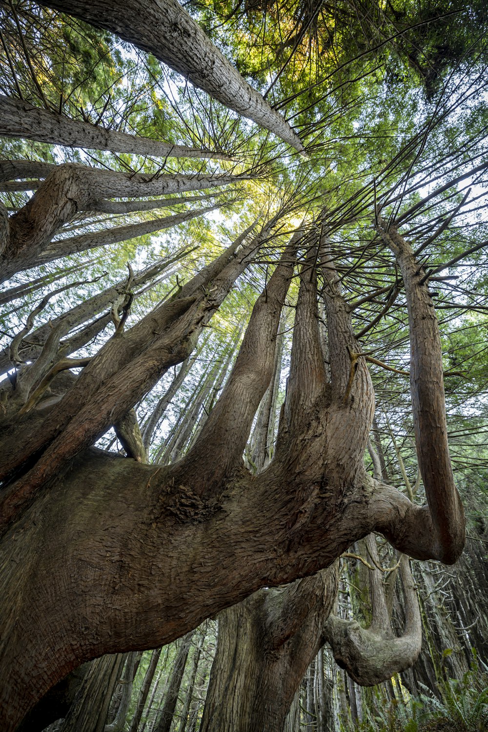 a tree with many branches