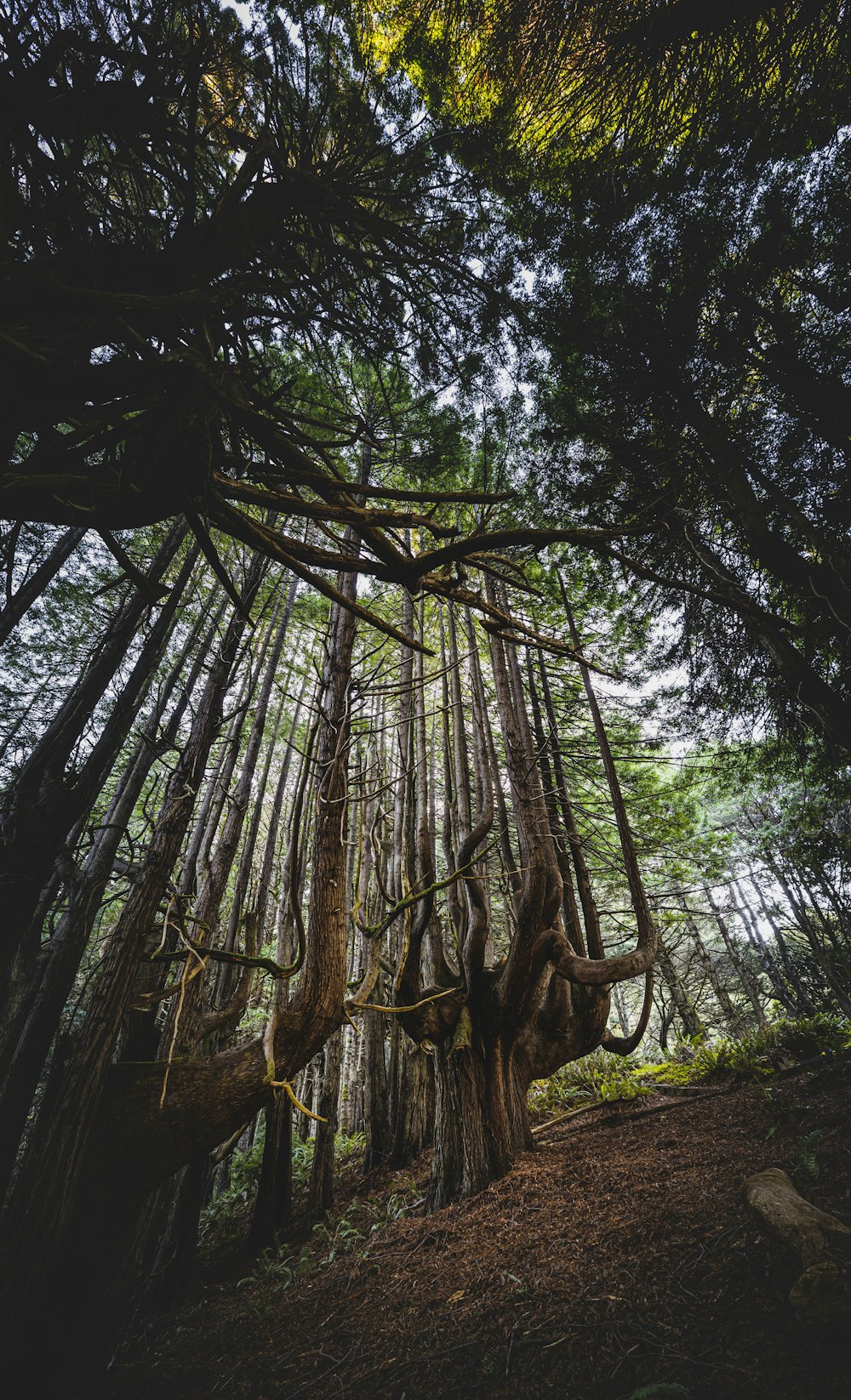 Ein Baum mit vielen Ästen