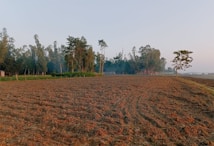 The image depicts a large, plowed field with reddish-brown soil, extending to the horizon. A line of tall green trees borders the left side of the field, with a few huts or small houses partially visible within the tree line. A single, isolated tree stands on the right side of the image. The sky is clear with a soft, natural light that suggests either early morning or late afternoon.