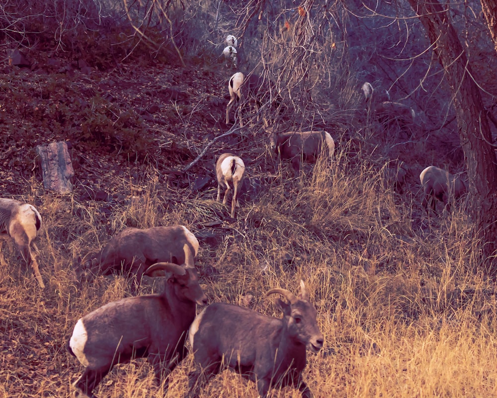 a group of animals in a field