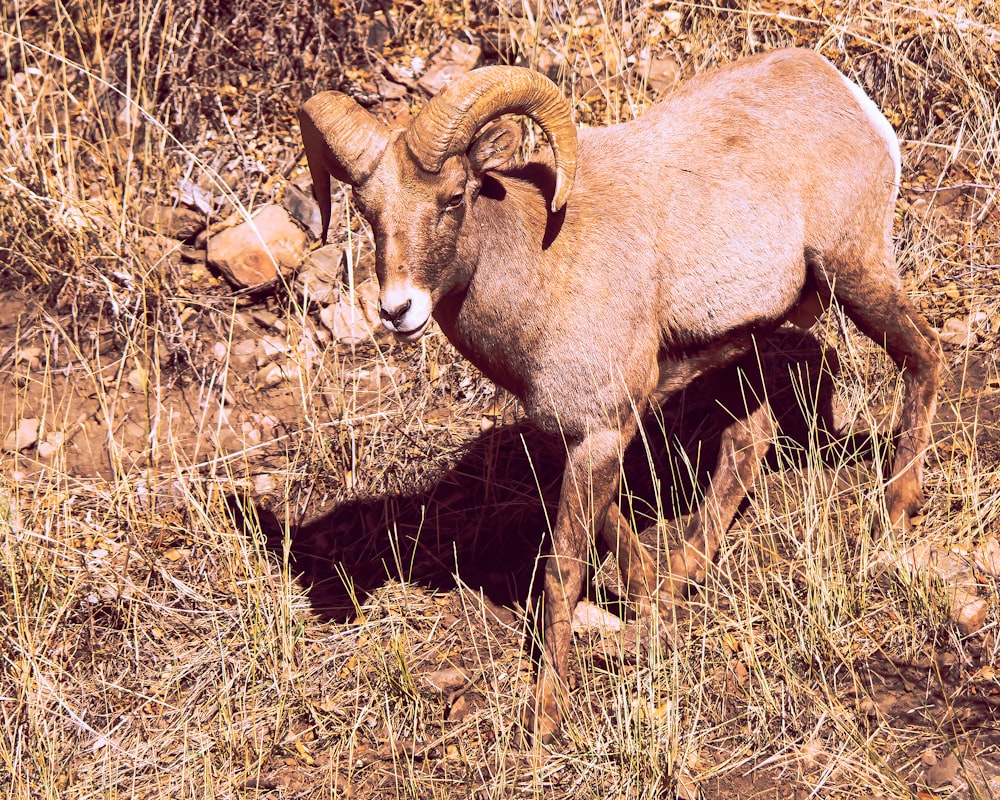 a ram with horns standing in a field