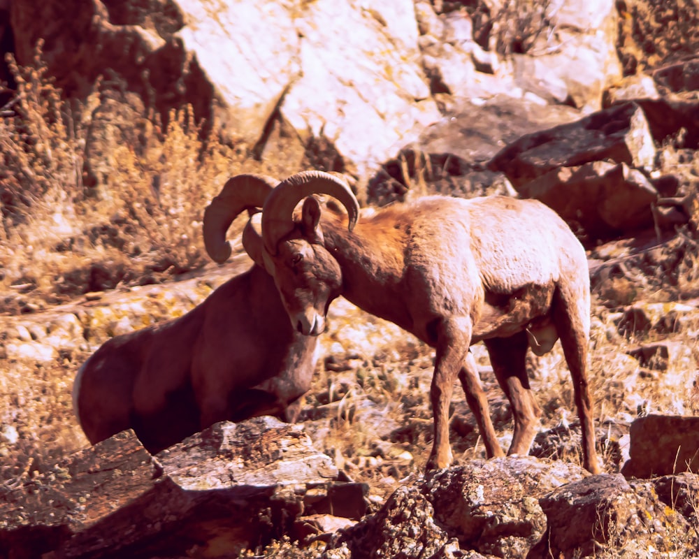 a couple of goats in a rocky area