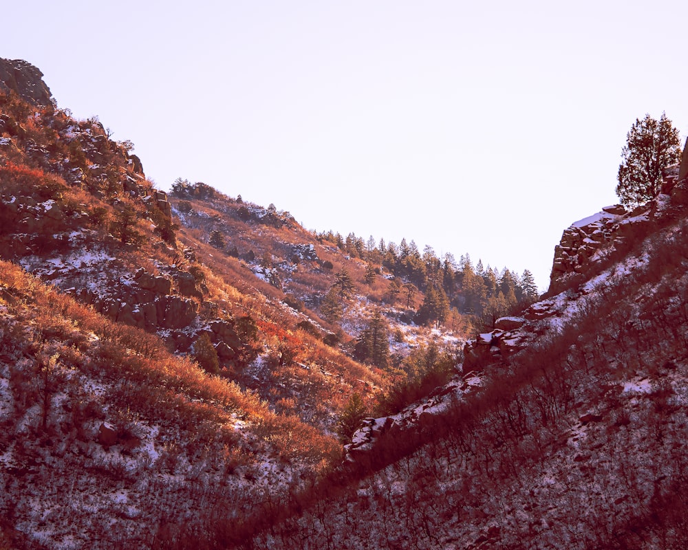 a rocky hillside with trees