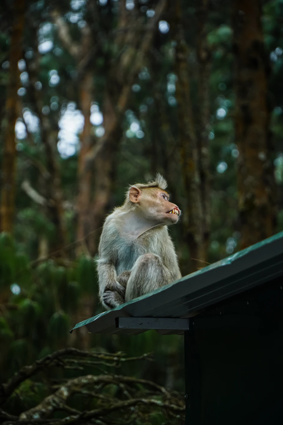 Monkey perched on green roof, facing right, with contrasting white-brown fur against dark face