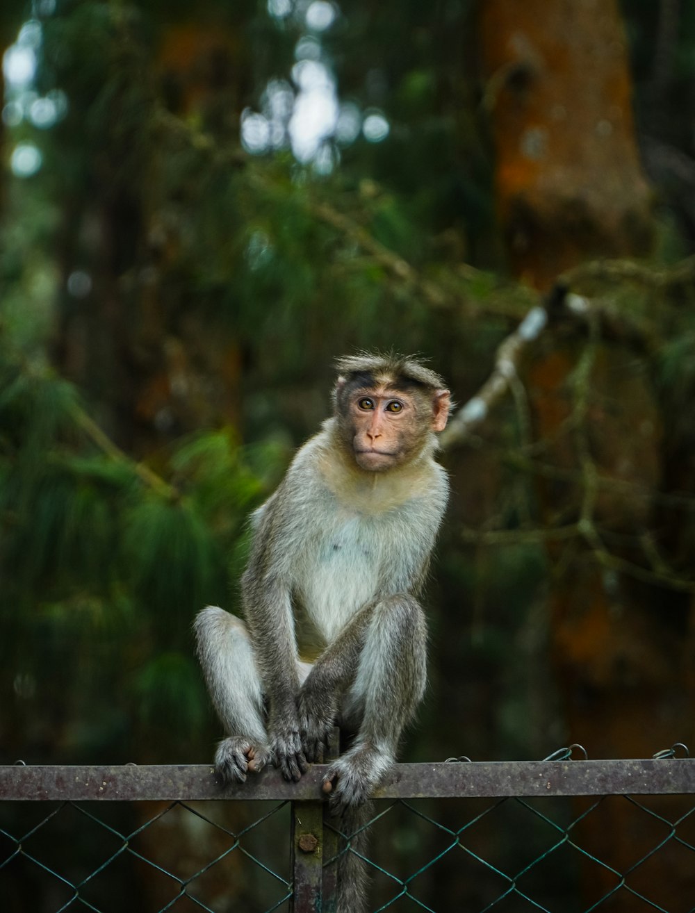 a monkey sitting on a fence