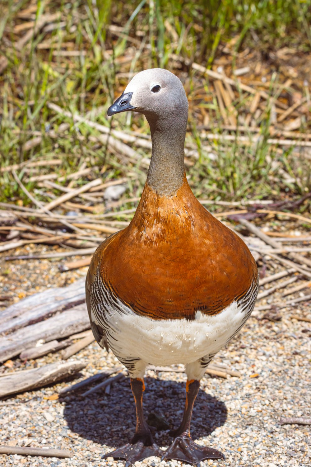 a duck standing on the ground