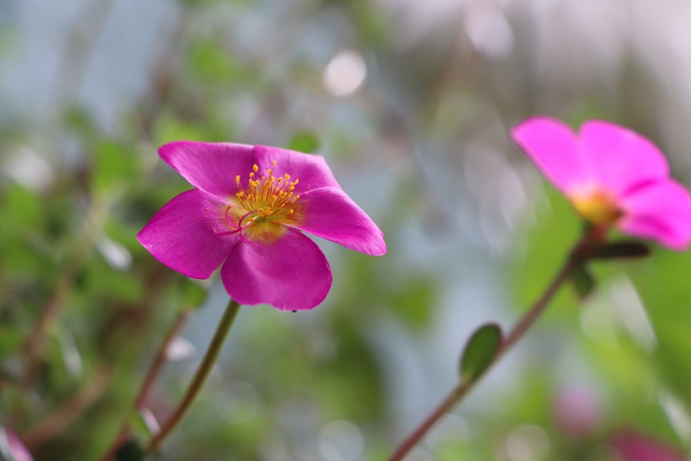 a close up of a flower