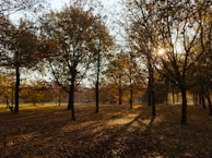 Golden sunlight filtering through the tall trees of Sonmarg’s valley in autumn.