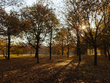 Golden sunlight filtering through autumn leaves in a quiet forest path.