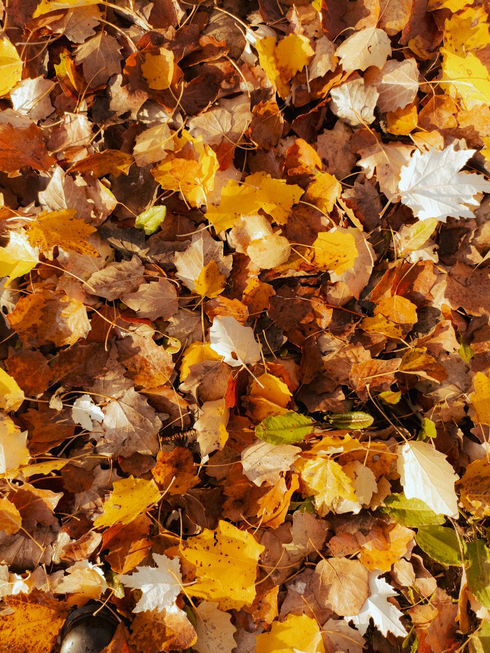 a pile of fallen leaves