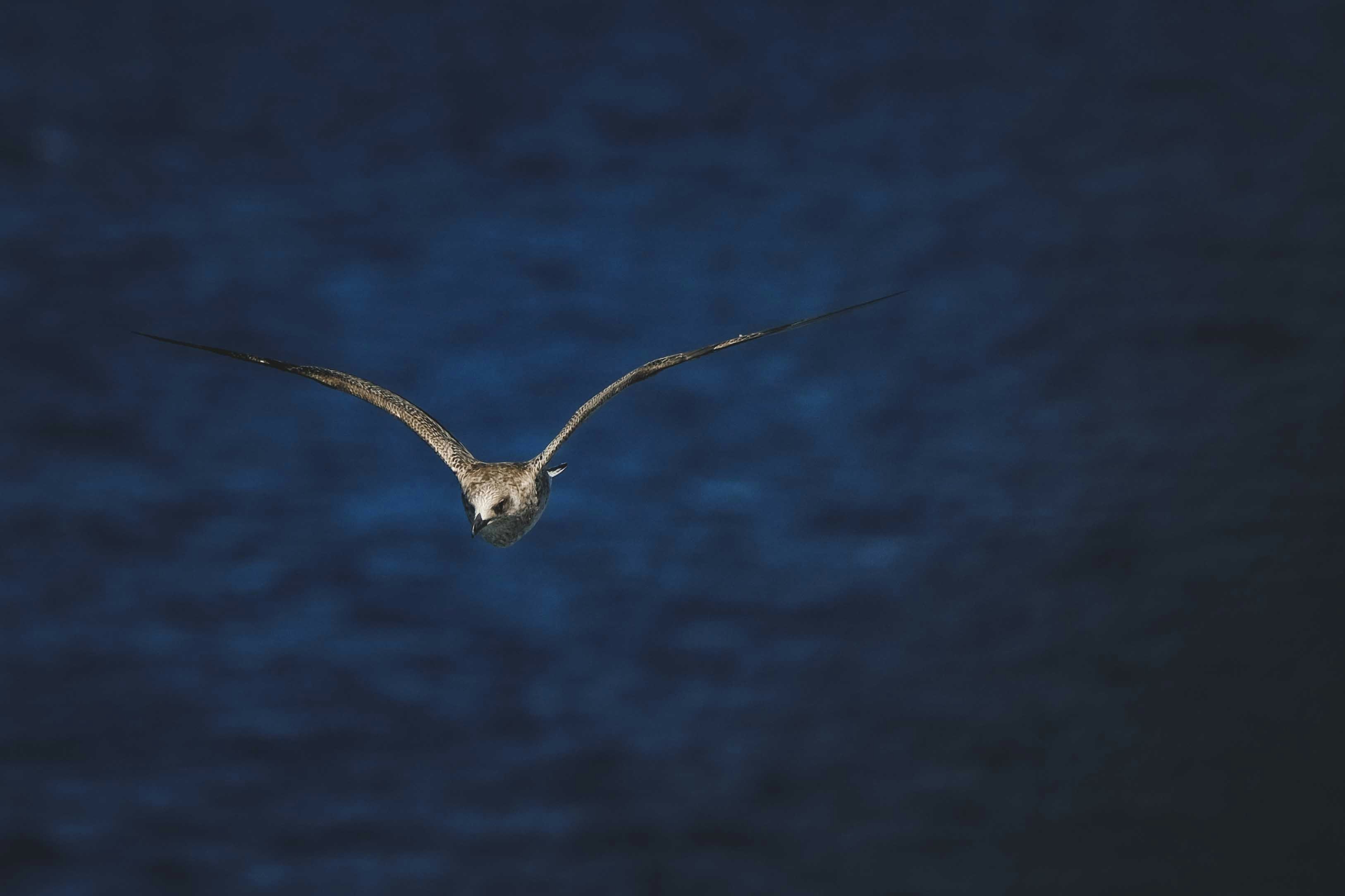 Photo by francesco_ungaro