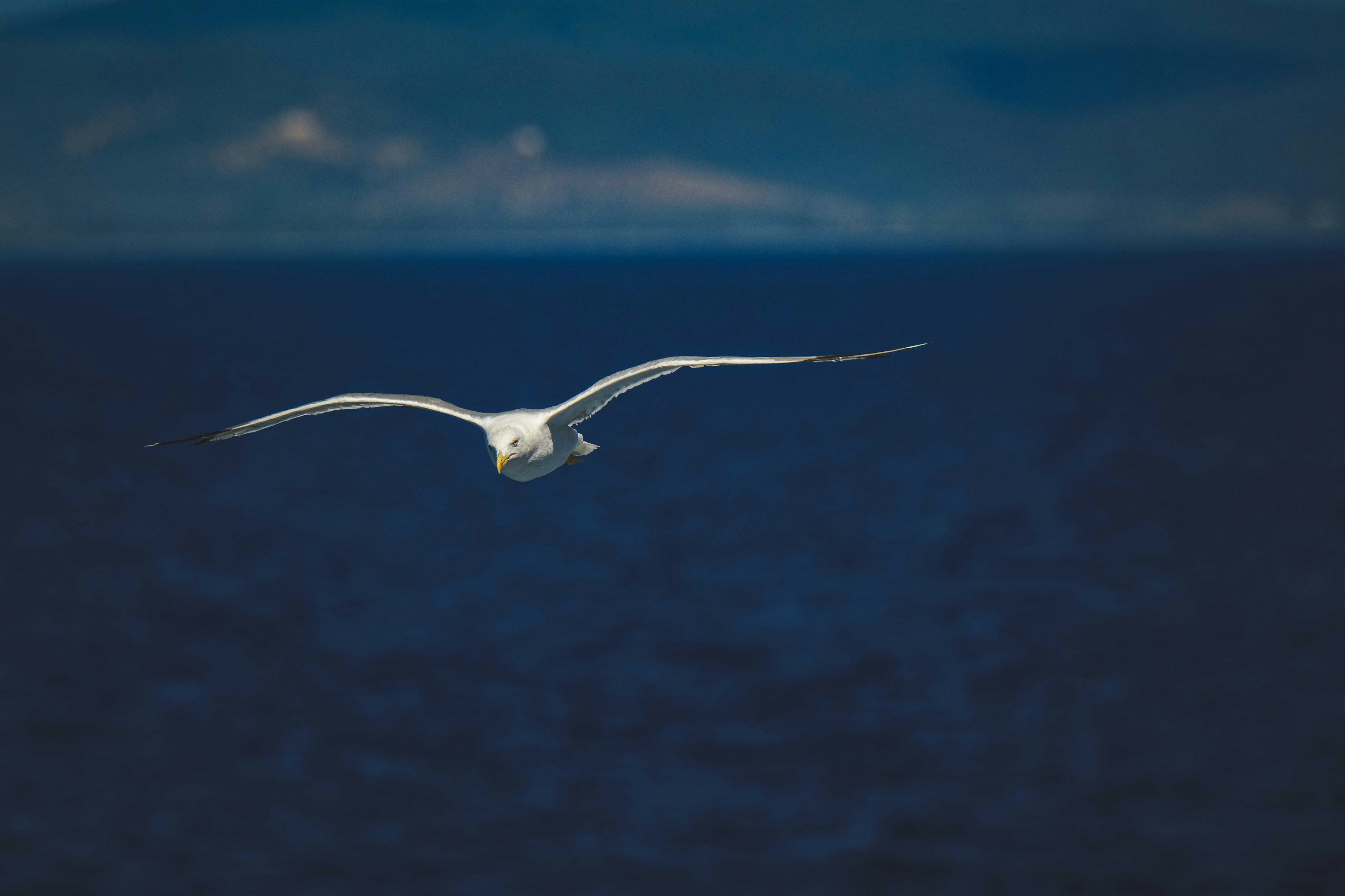 Photo by francesco_ungaro