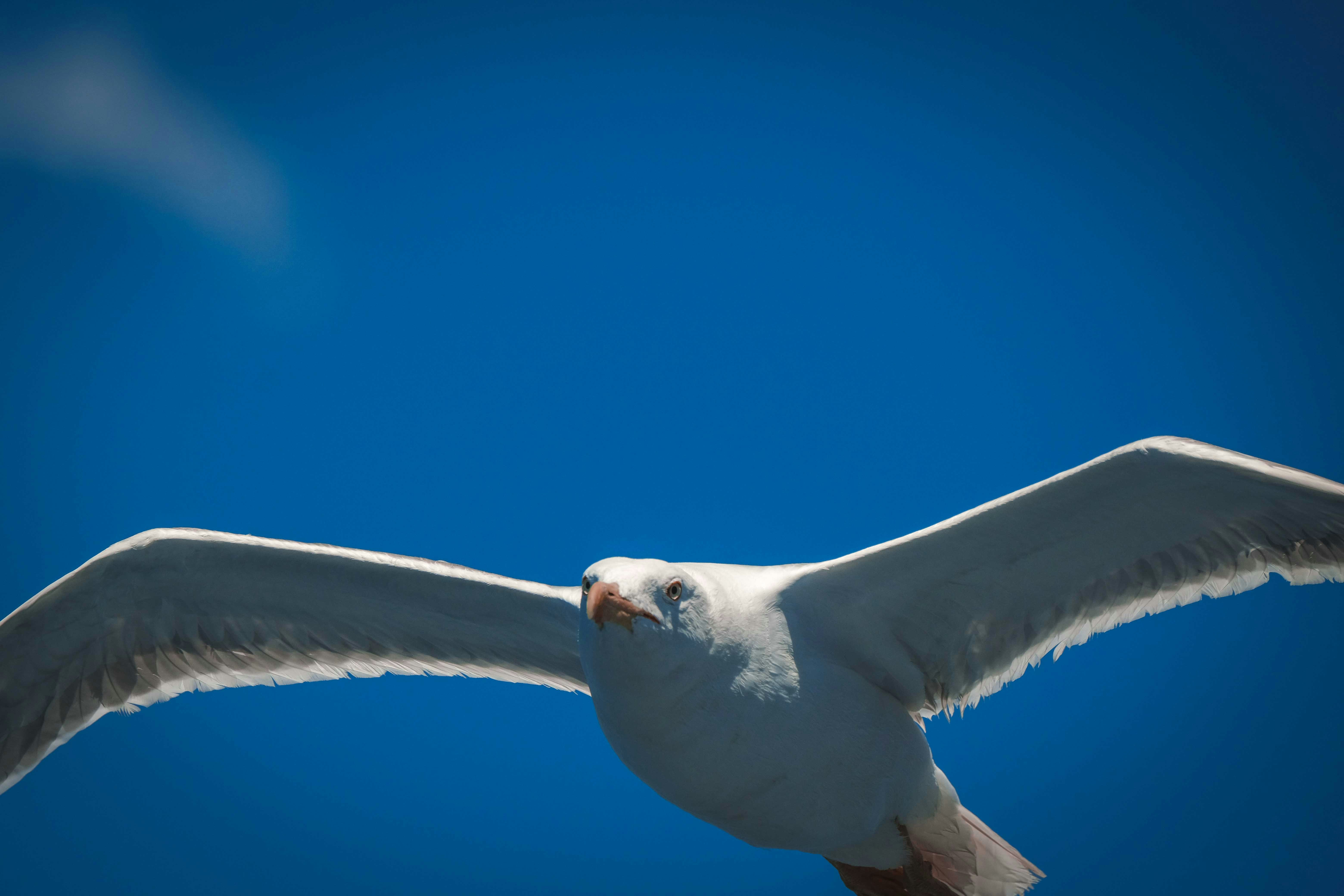 Photo by francesco_ungaro