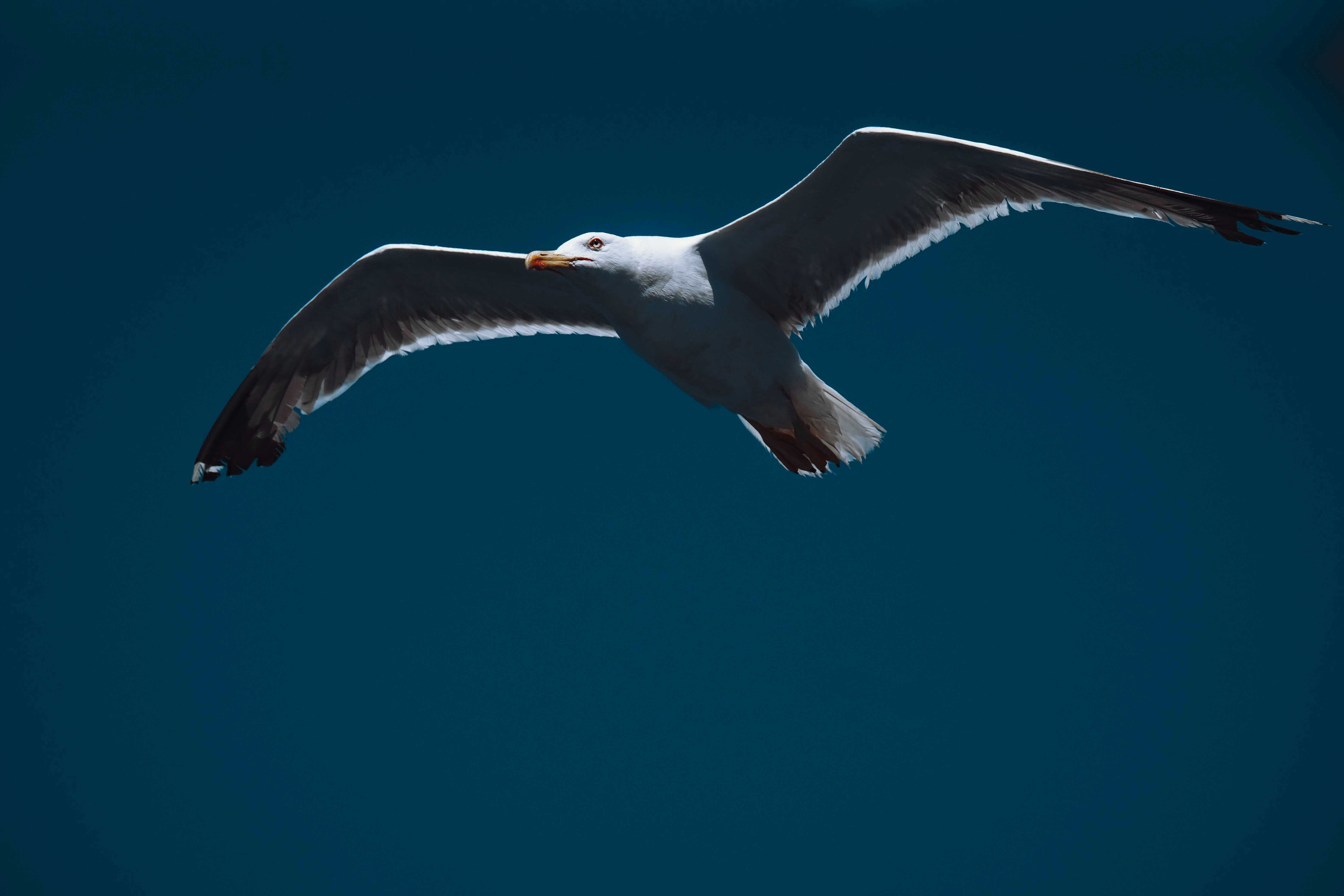 Photo by francesco_ungaro