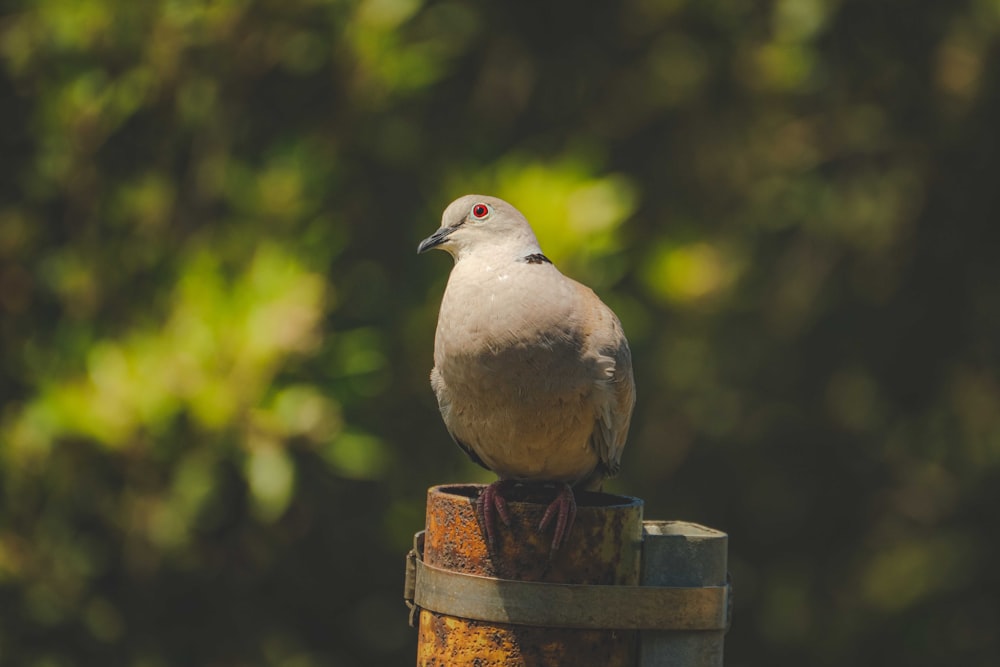 a bird sitting on a stump