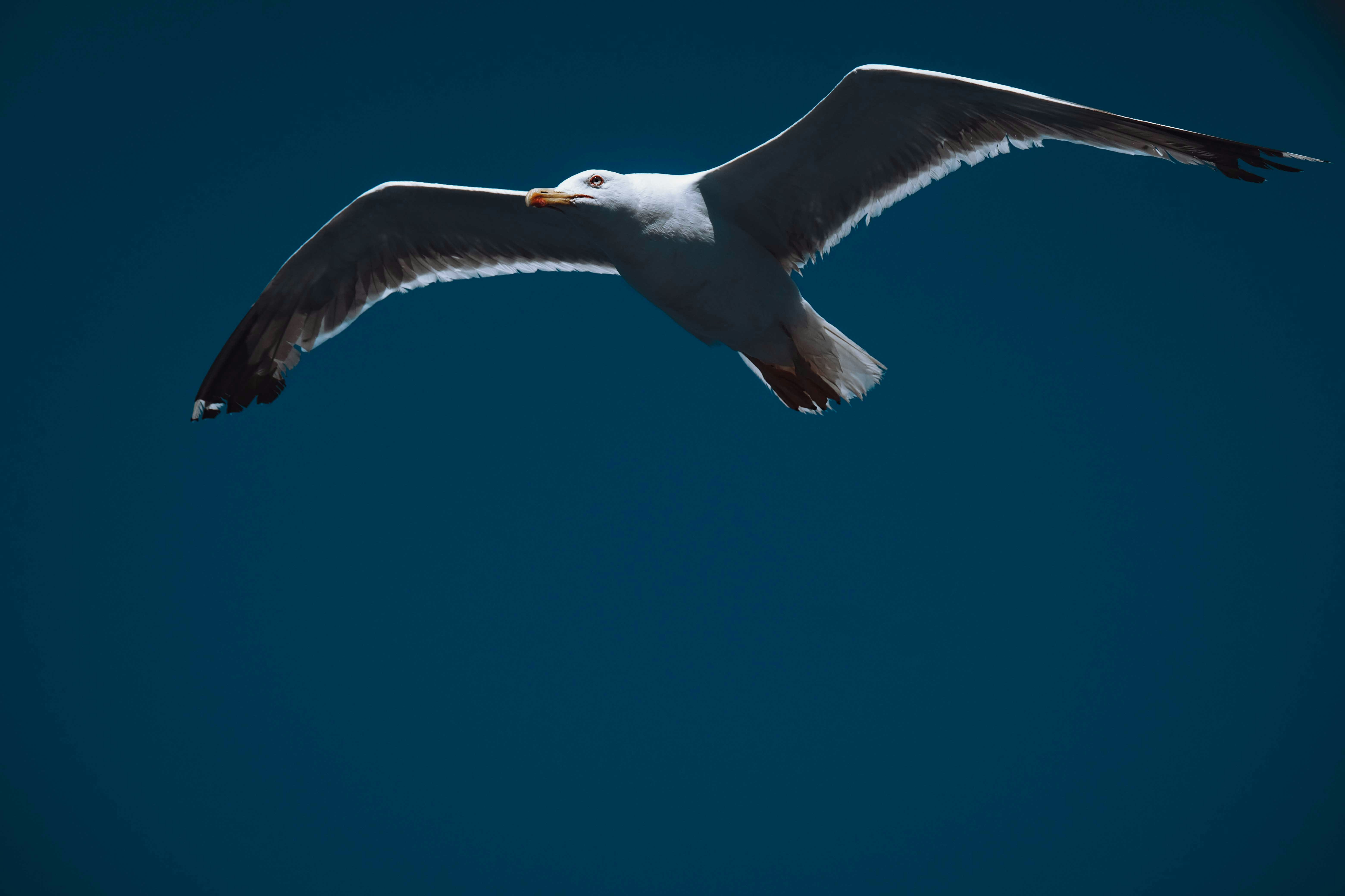 Photo by francesco_ungaro