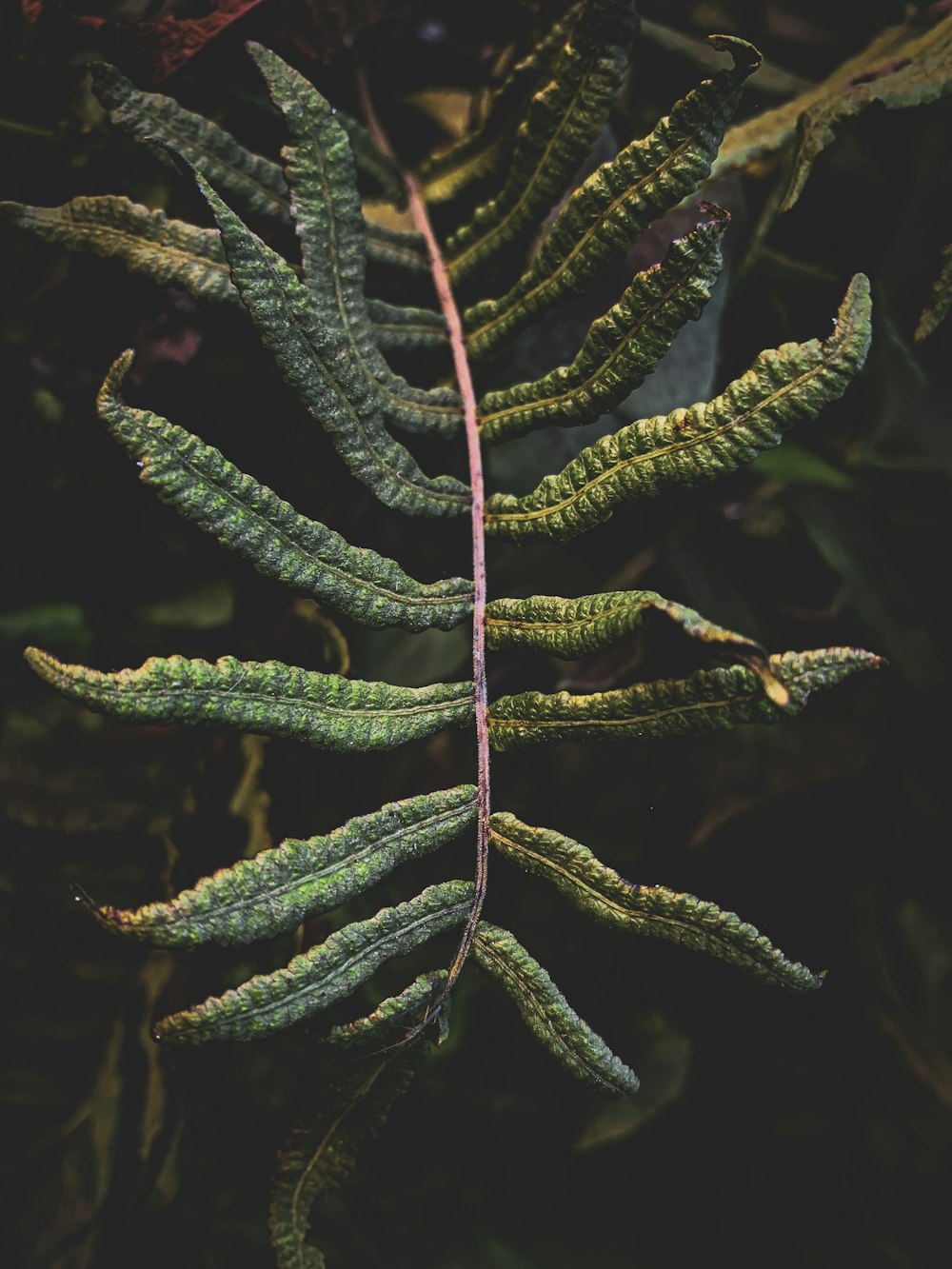 a close up of a pine tree