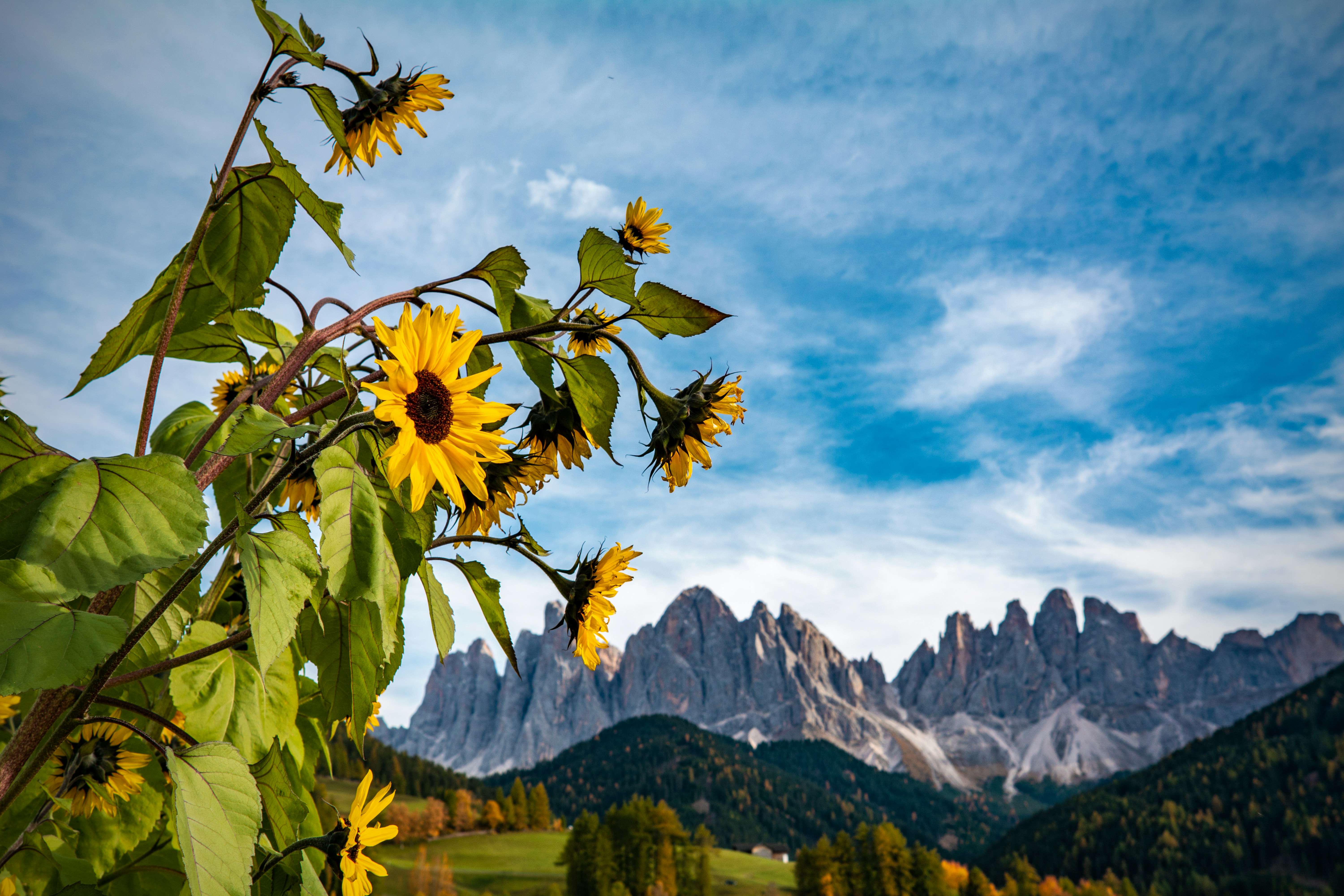 sunflowers growing on a plant
