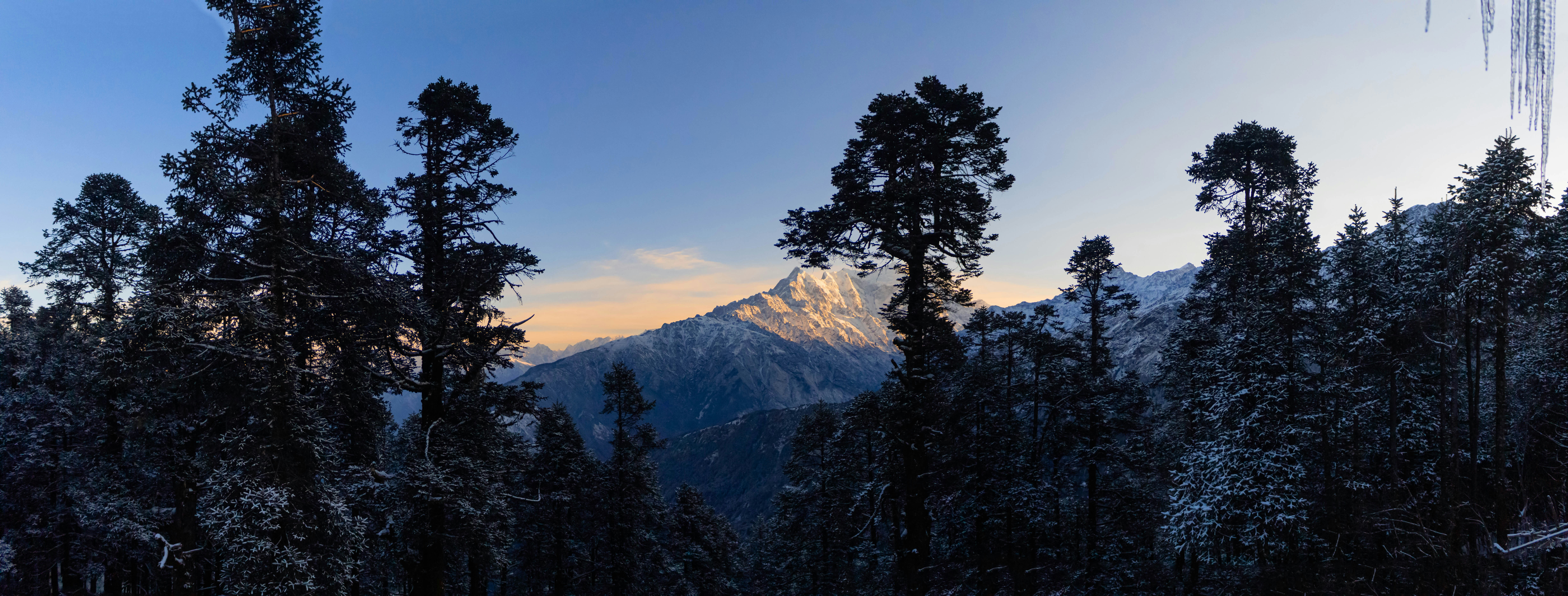 a mountain with trees in front of it