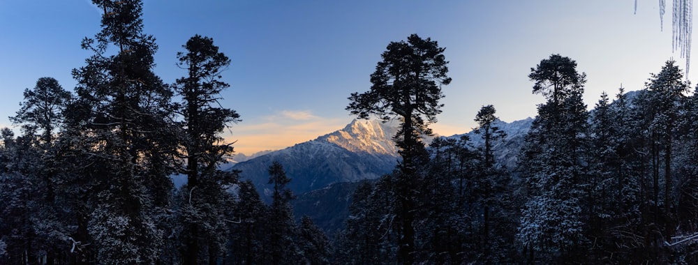 a mountain with trees in front of it