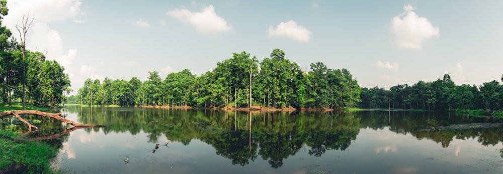 a body of water with trees around it