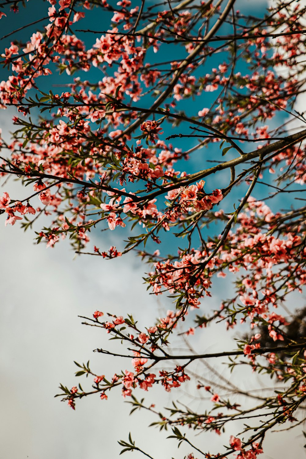 a tree with pink flowers