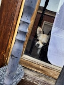 A small dog, possibly a Chihuahua, peers through a window with a wooden frame. Its face is partially obscured by a white curtain, and its curious expression is visible. Outside the window, there is a metal railing and part of a building can be seen.