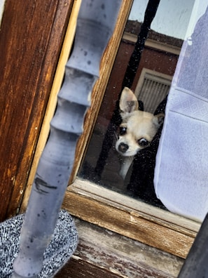 A small dog, possibly a Chihuahua, peers through a window with a wooden frame. Its face is partially obscured by a white curtain, and its curious expression is visible. Outside the window, there is a metal railing and part of a building can be seen.