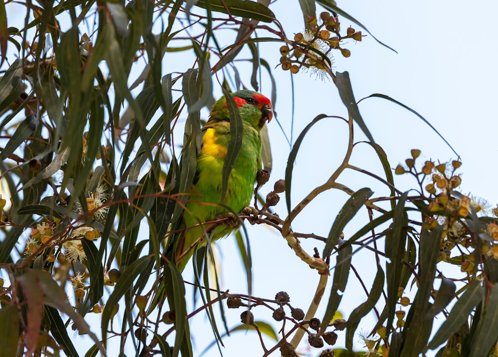 a bird on a tree branch