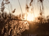 A quiet trail winding through tall, whispering grasses under soft sunlight.